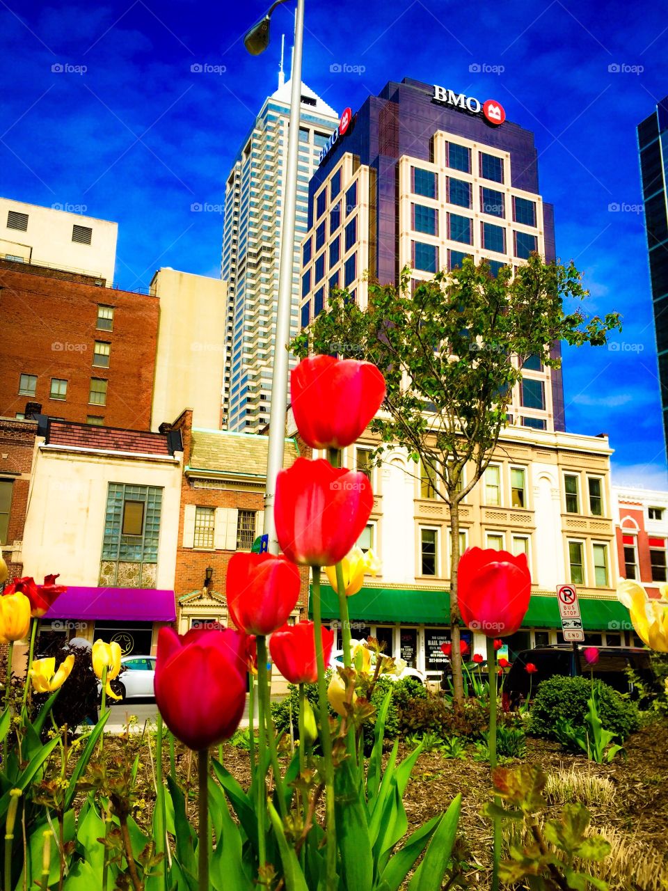 Tulips downtown Indy. 