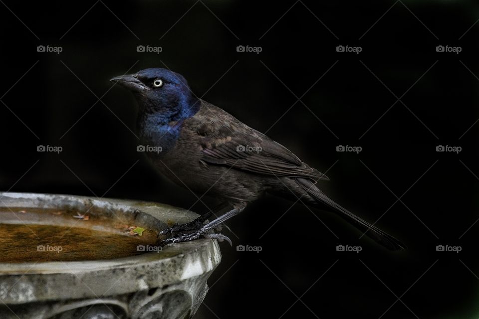  Common Grackle my yard