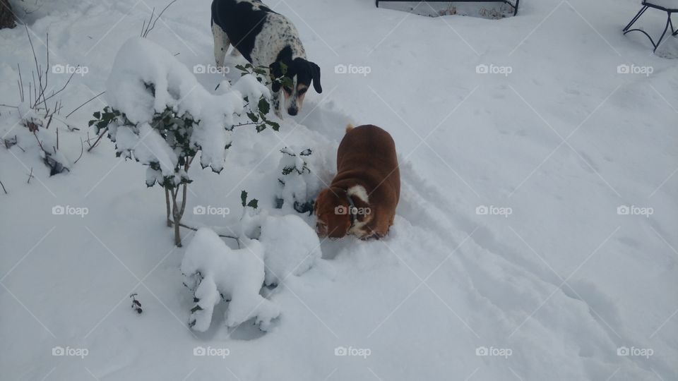 Snow day for the dogs