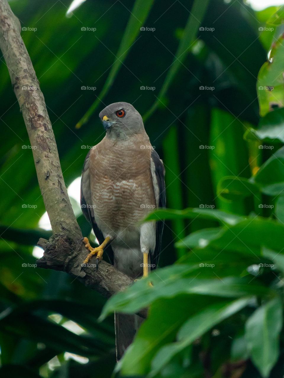 Beautiful Shikra