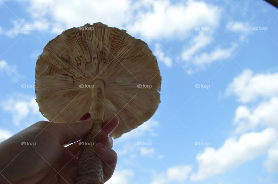 mushroom in macro