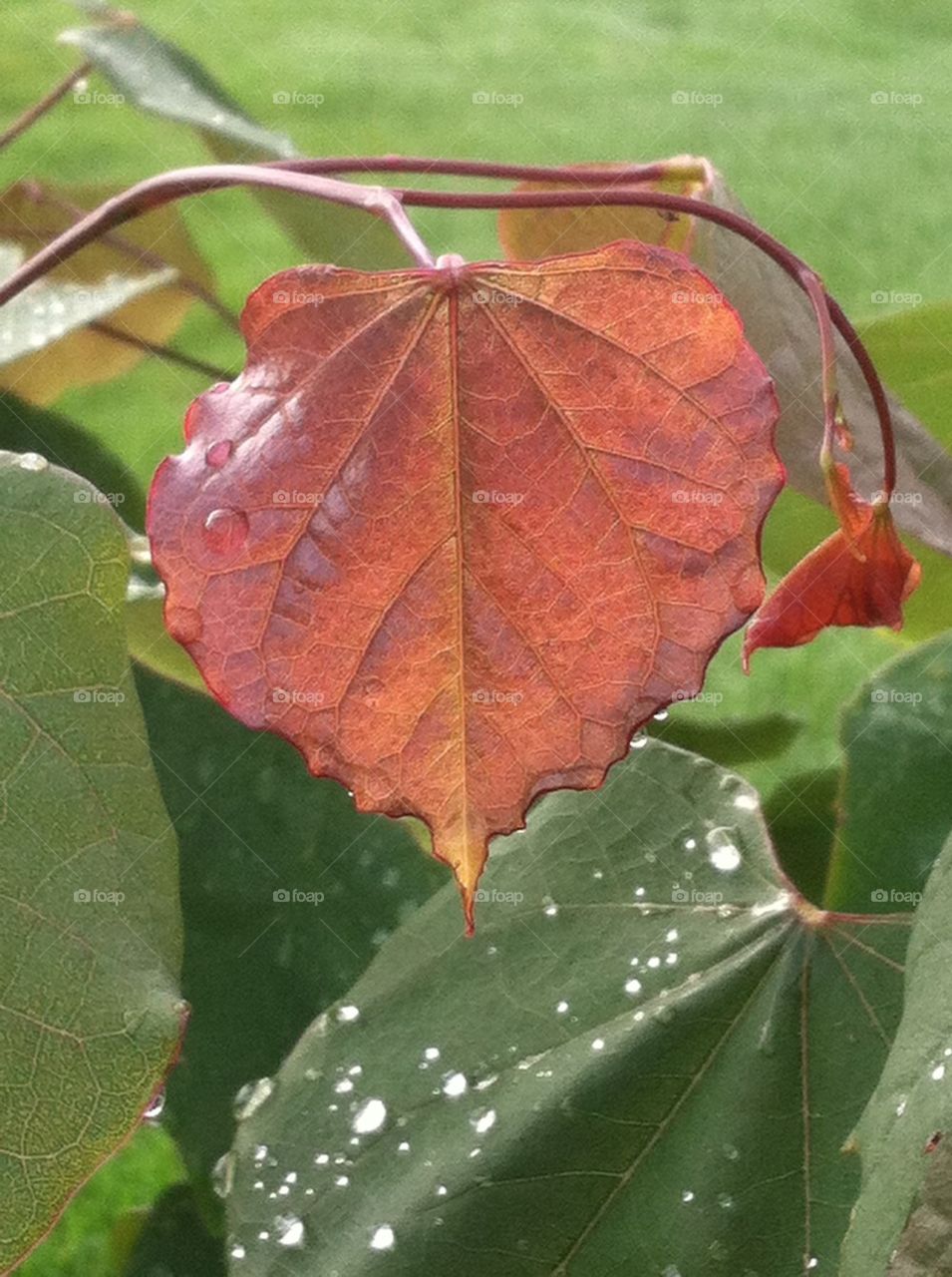 Leaves after the Rain