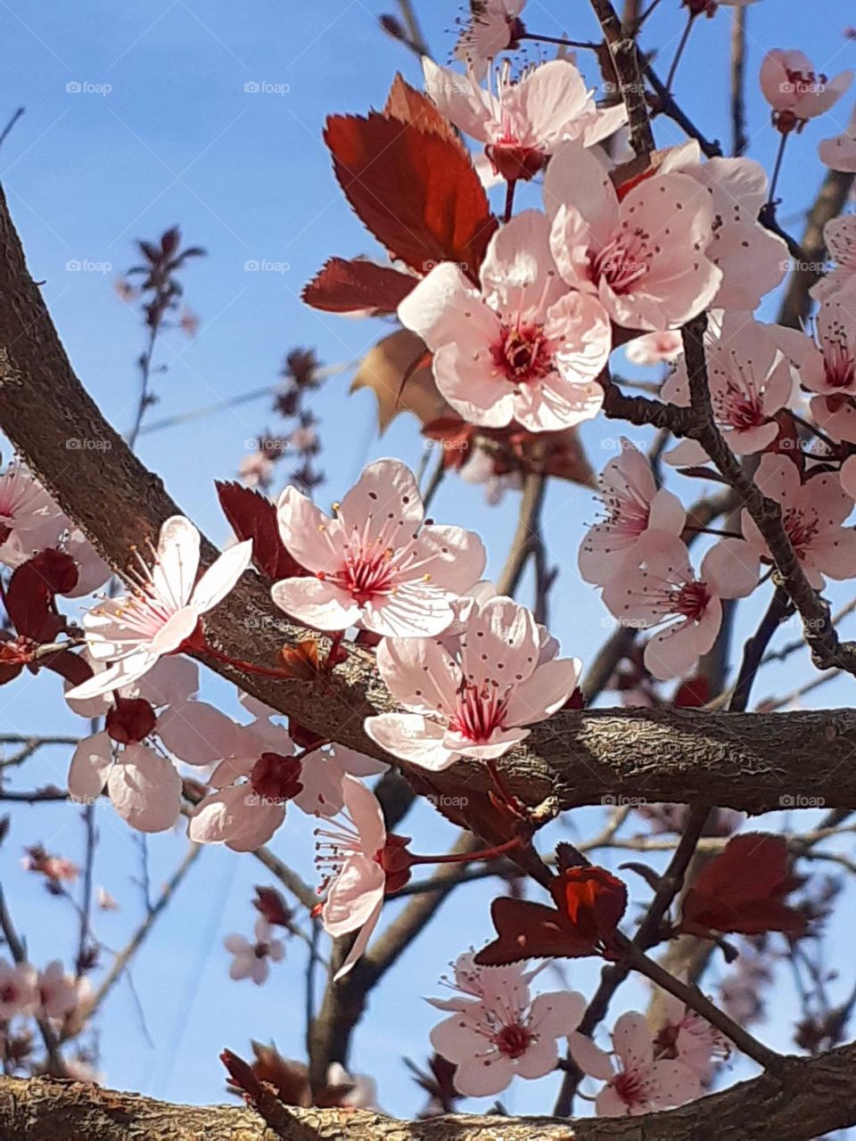 colores de primavera