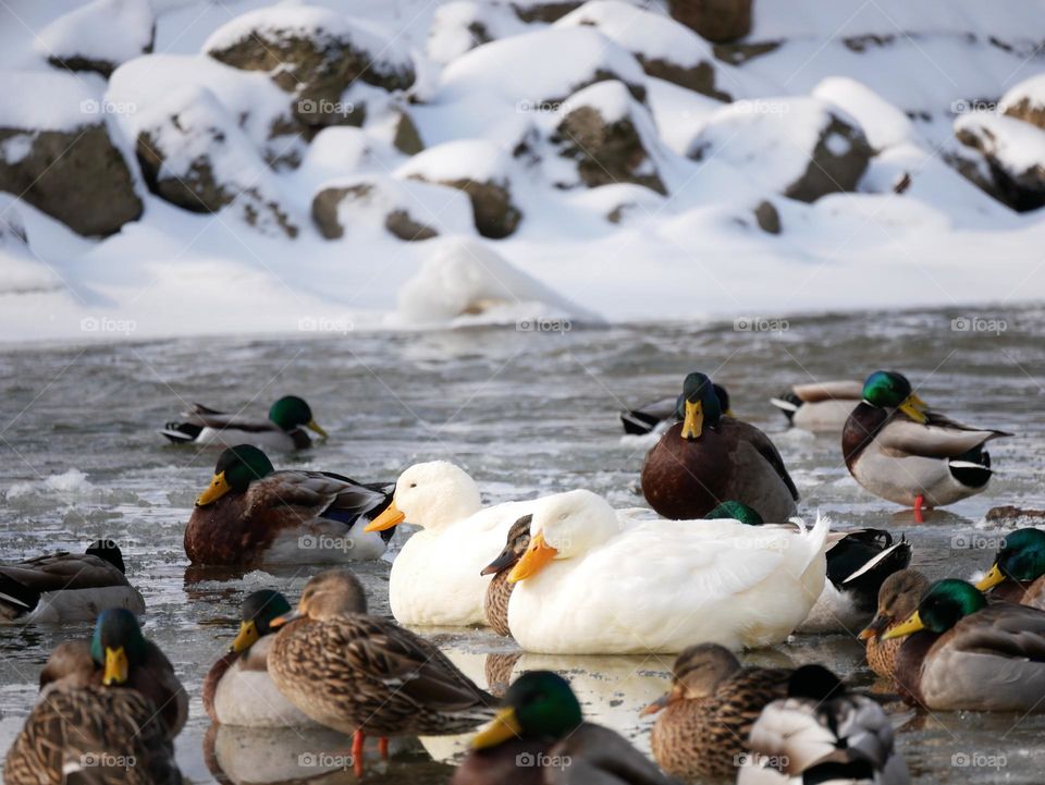 The ducks at the local city park are huddled together to stay warm. It’s a chilly winter day!