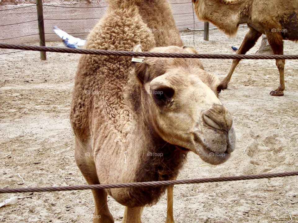 camel