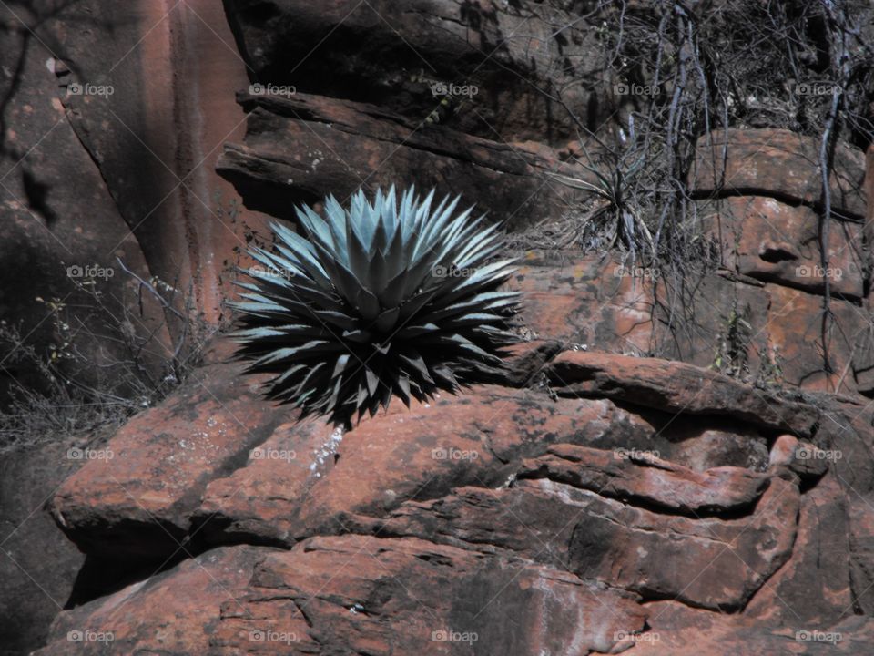 Cactus in Sedona Arizona 