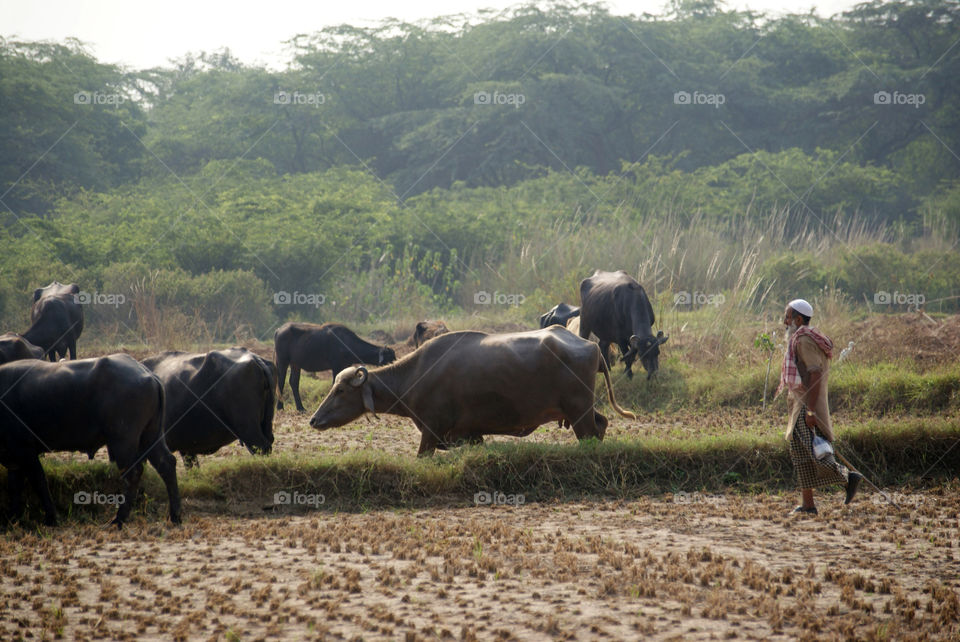 Cowherd and his cows, moving along the wheat cut fields.