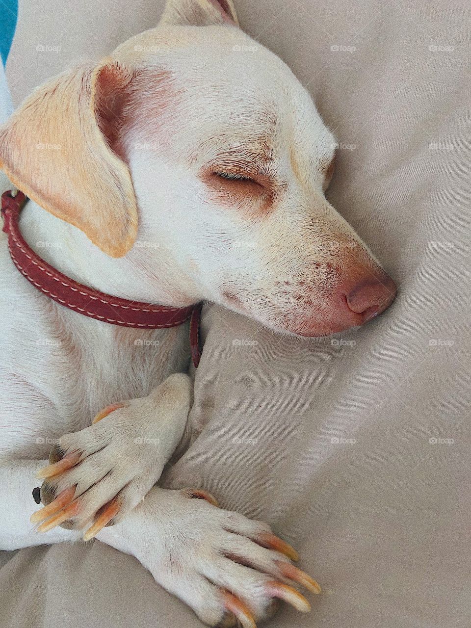 Little white dog sleeping 