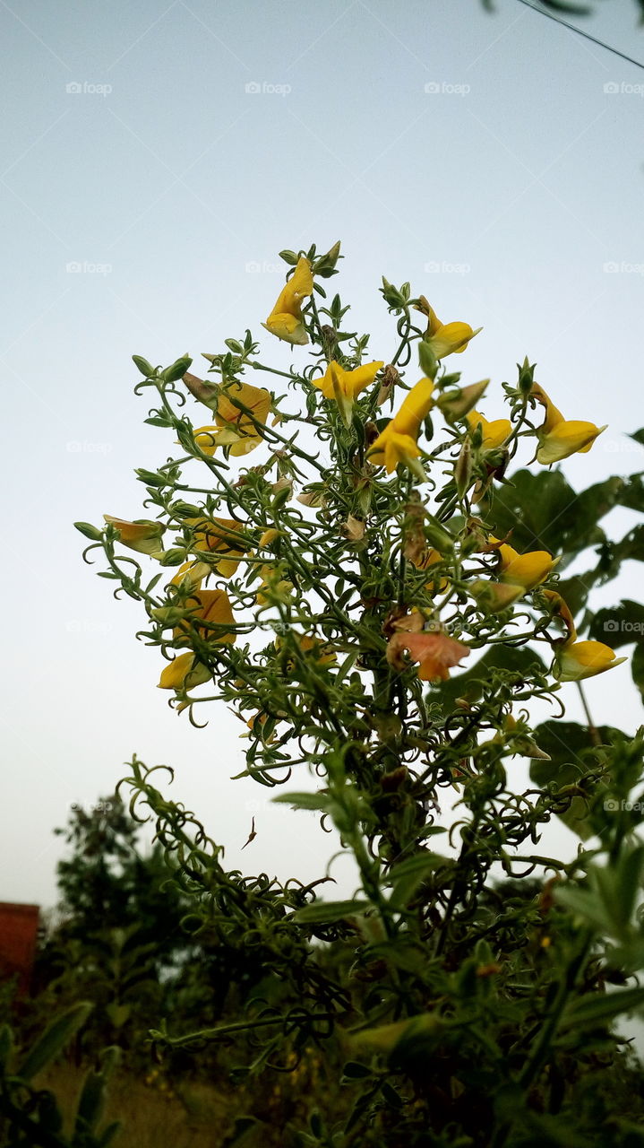 the most beautiful blooming yellow