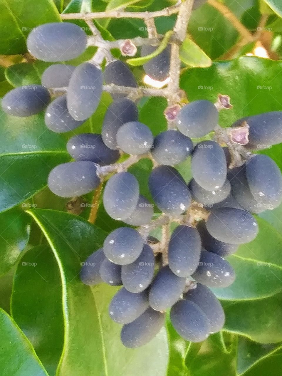 berries on a Mediterranean lilac