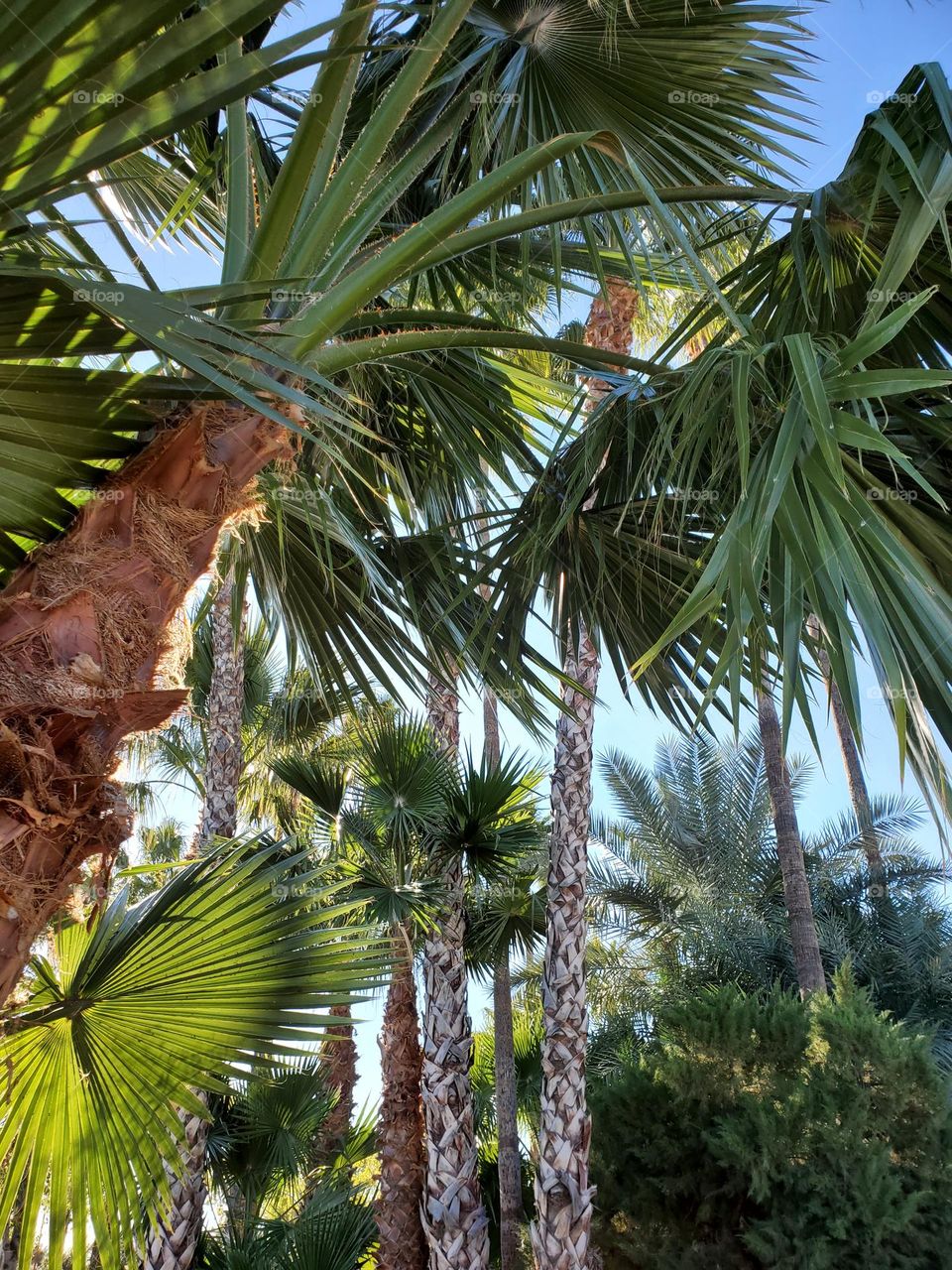 Grove of Tall Palm Trees