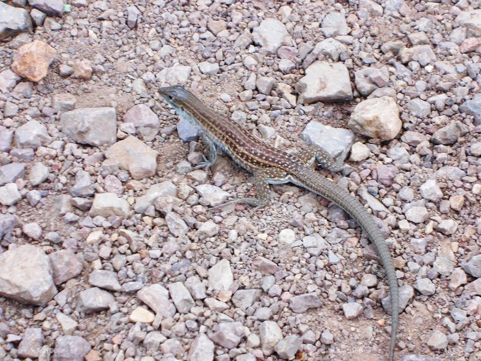 Desert life. Lizard at dripping Springs Las Cruces New Mexico
