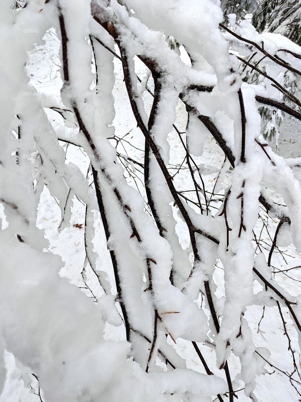 Branches hanging under the weight of snow