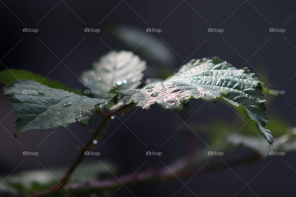 Sunlight resting on a leaf after rain storm