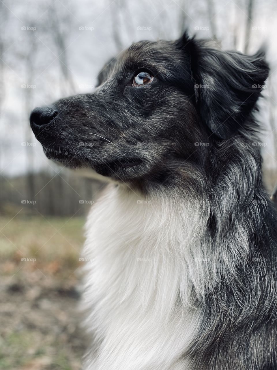 Australian Shepherd Blue Merle 