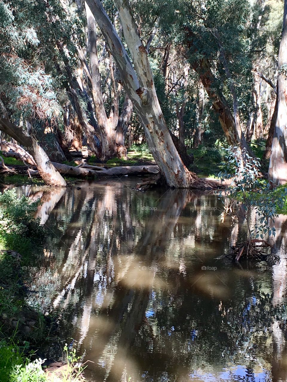 Gumtree reflections in a stream, Flinders Ranges Wilpena Pound area in spring 