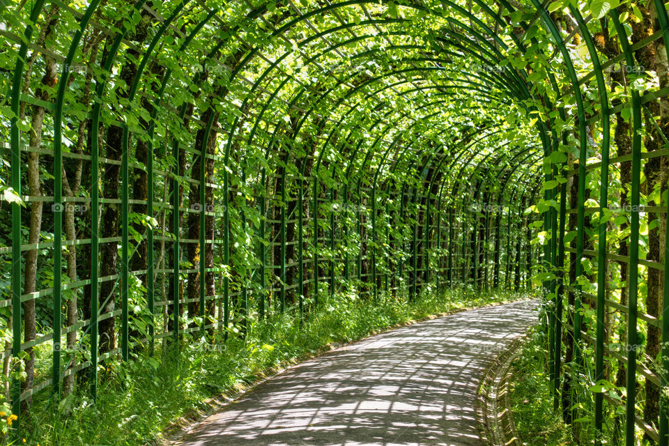 Green pathway 