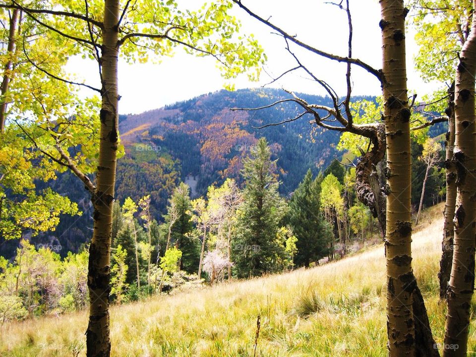 View of forest