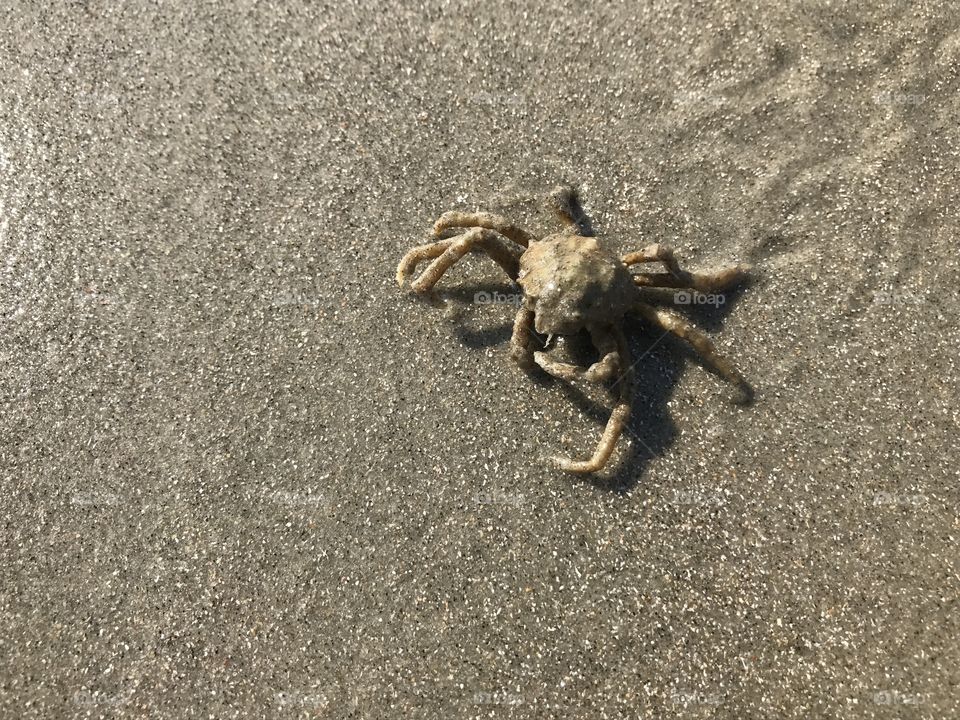 Crab