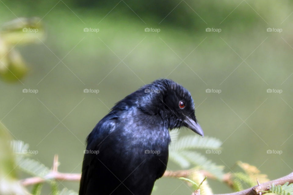 Black Drongo #Vadodara #Incredible India