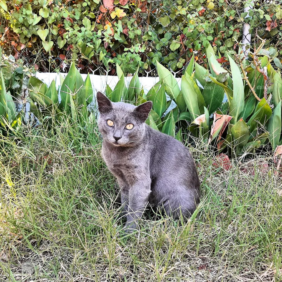 cat