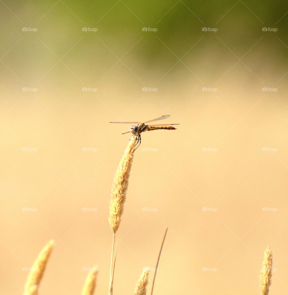 dragon fly