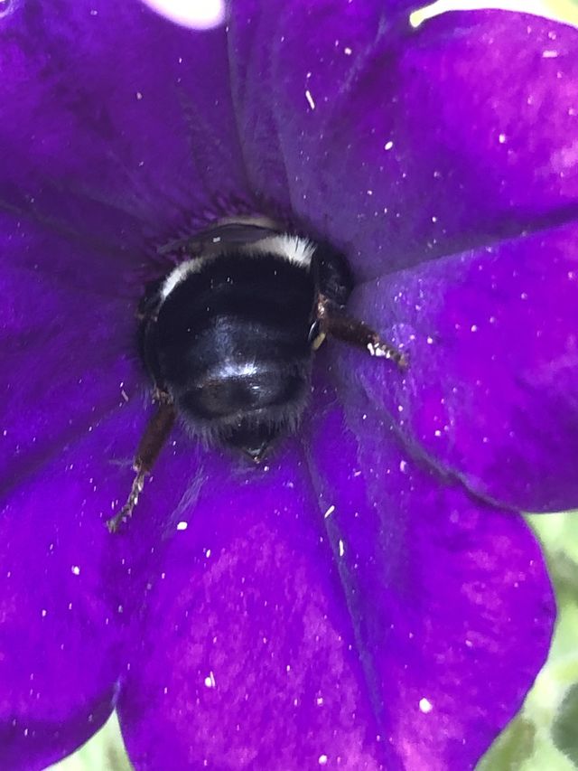 Bumble inside flower 