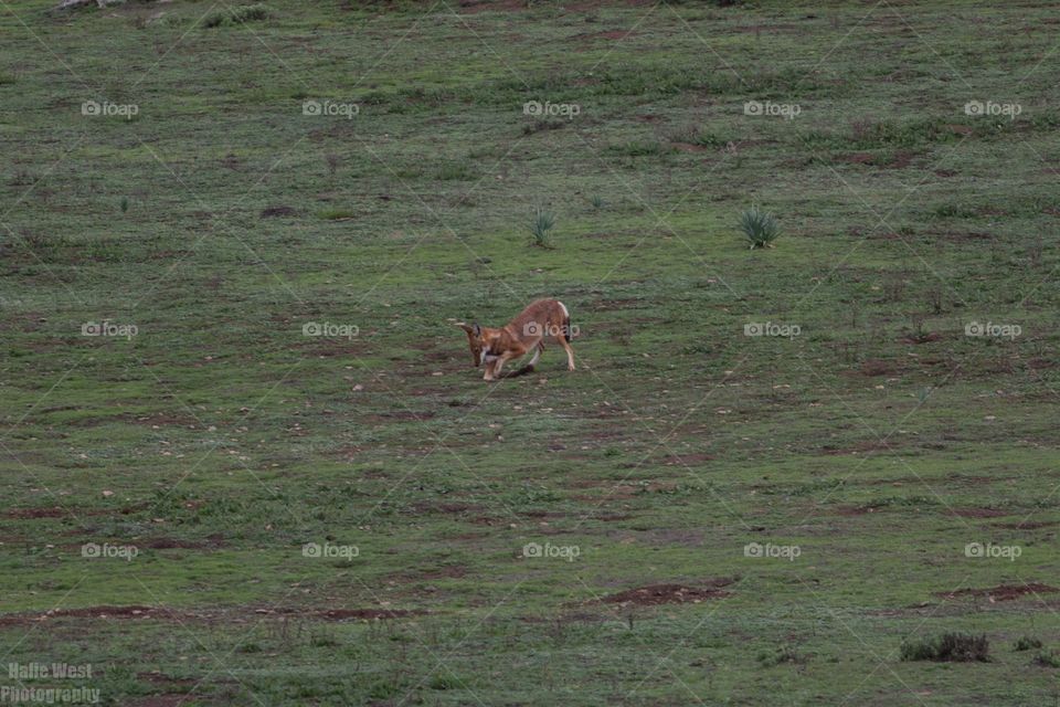 Ethiopian wolf 30