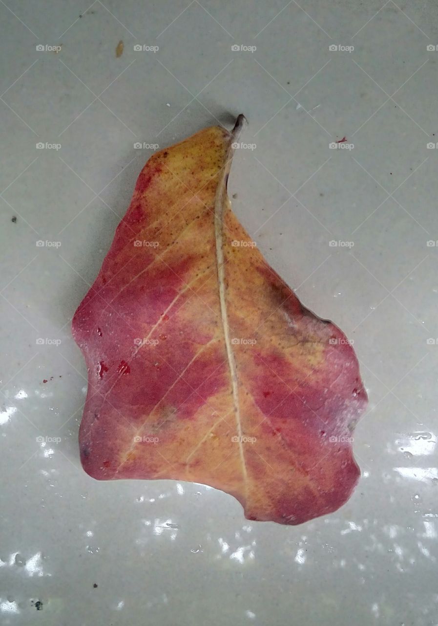 dry leaf