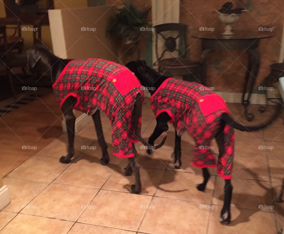 Two Great Danes wearing their Jammie's 