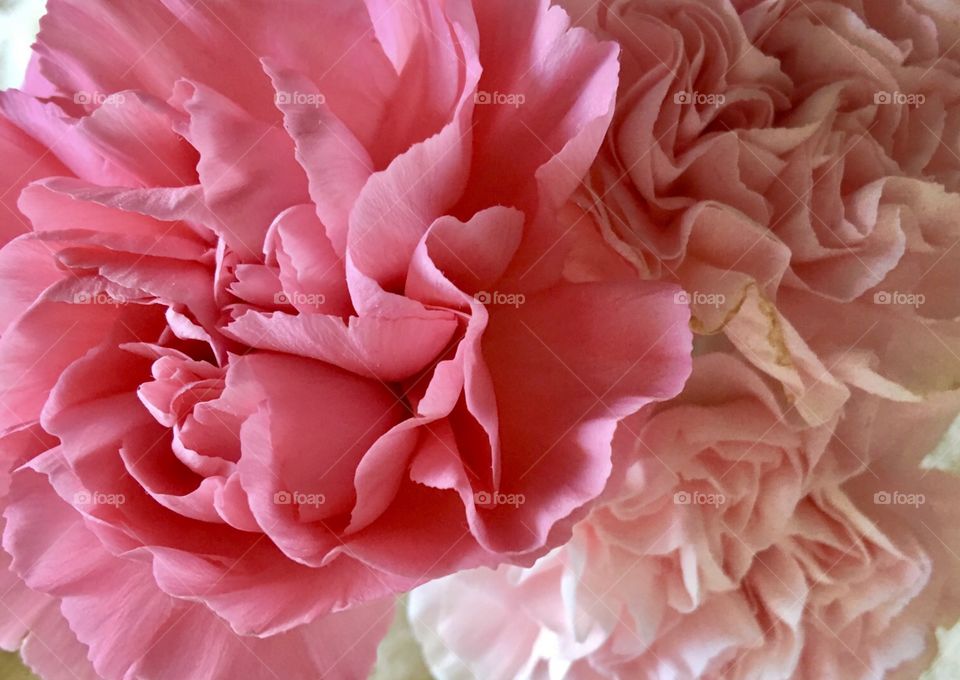 Pink carnations up close 