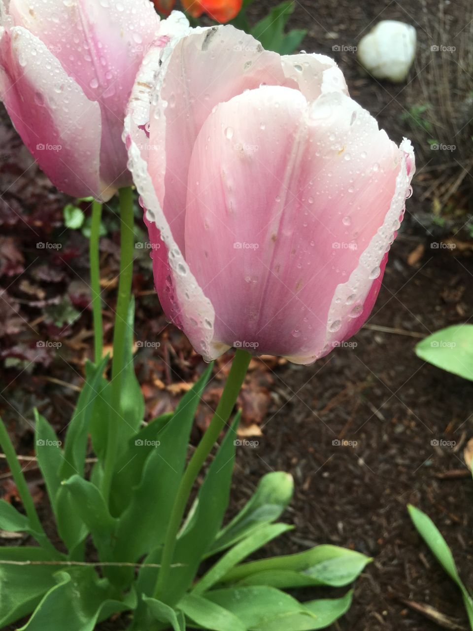 Dewdrops on Tulip