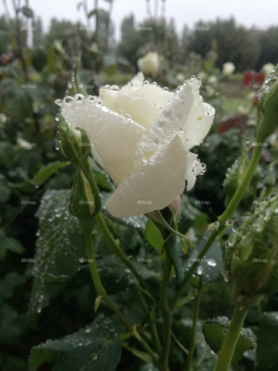 la rosa blanca y lluvia