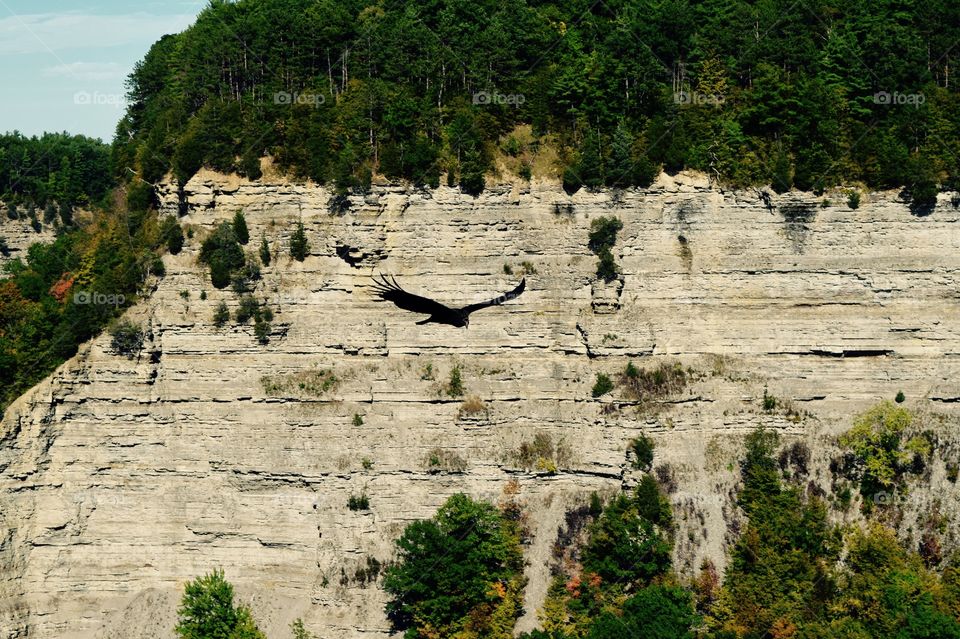 Soaring in the gorge  