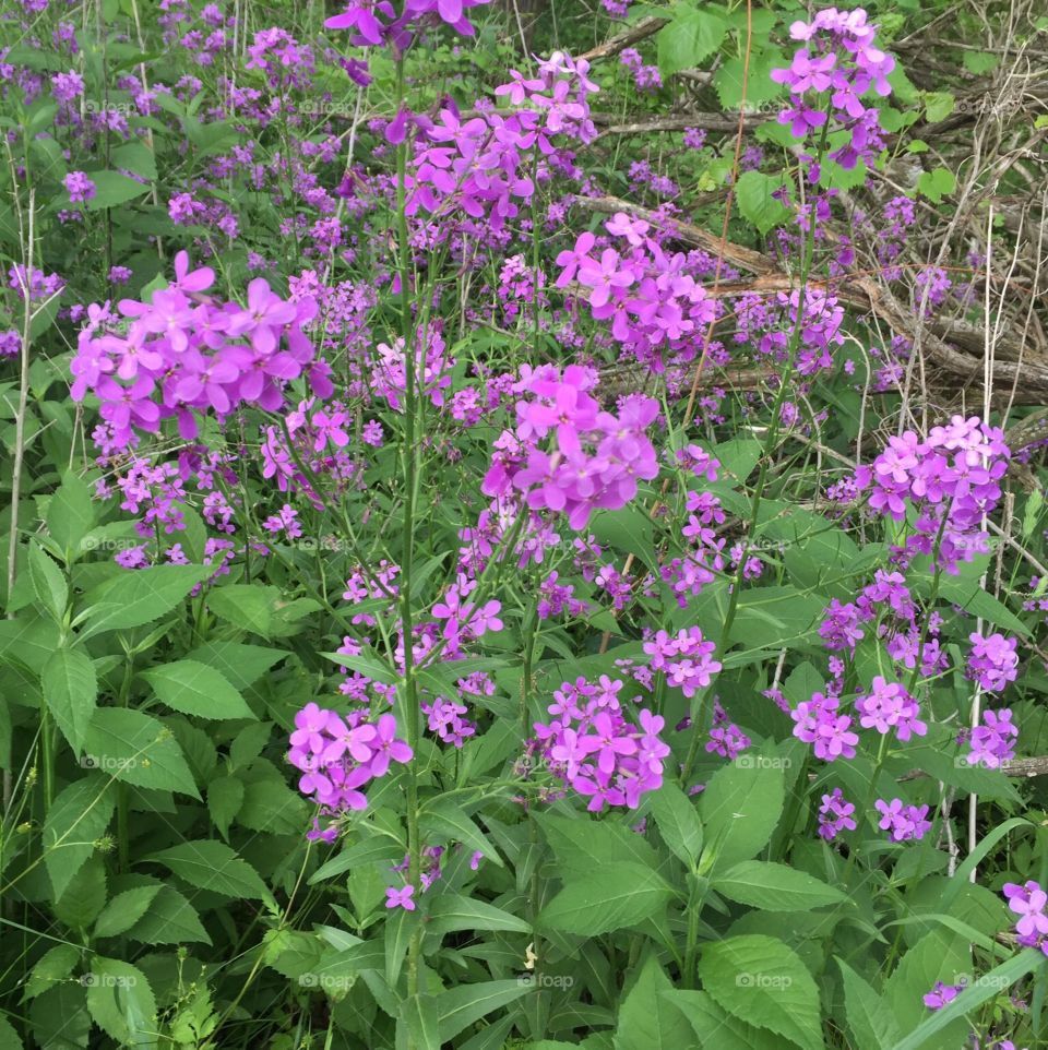 Wildflowers 