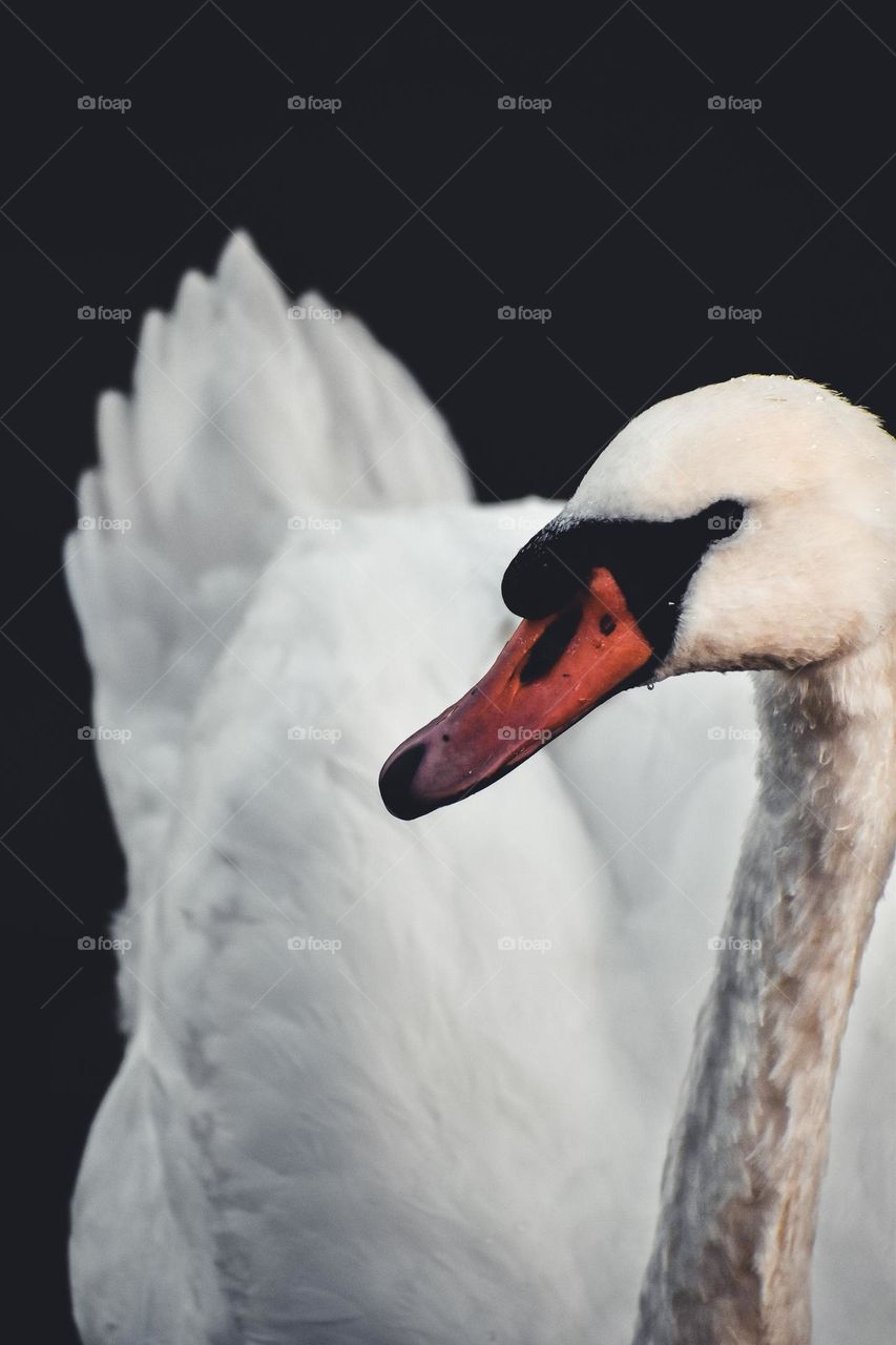 a swan