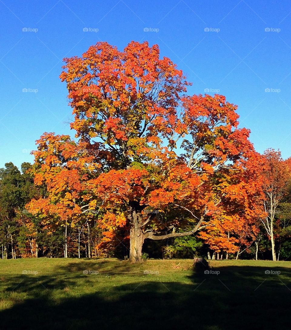 A  tree's  last gasp...
