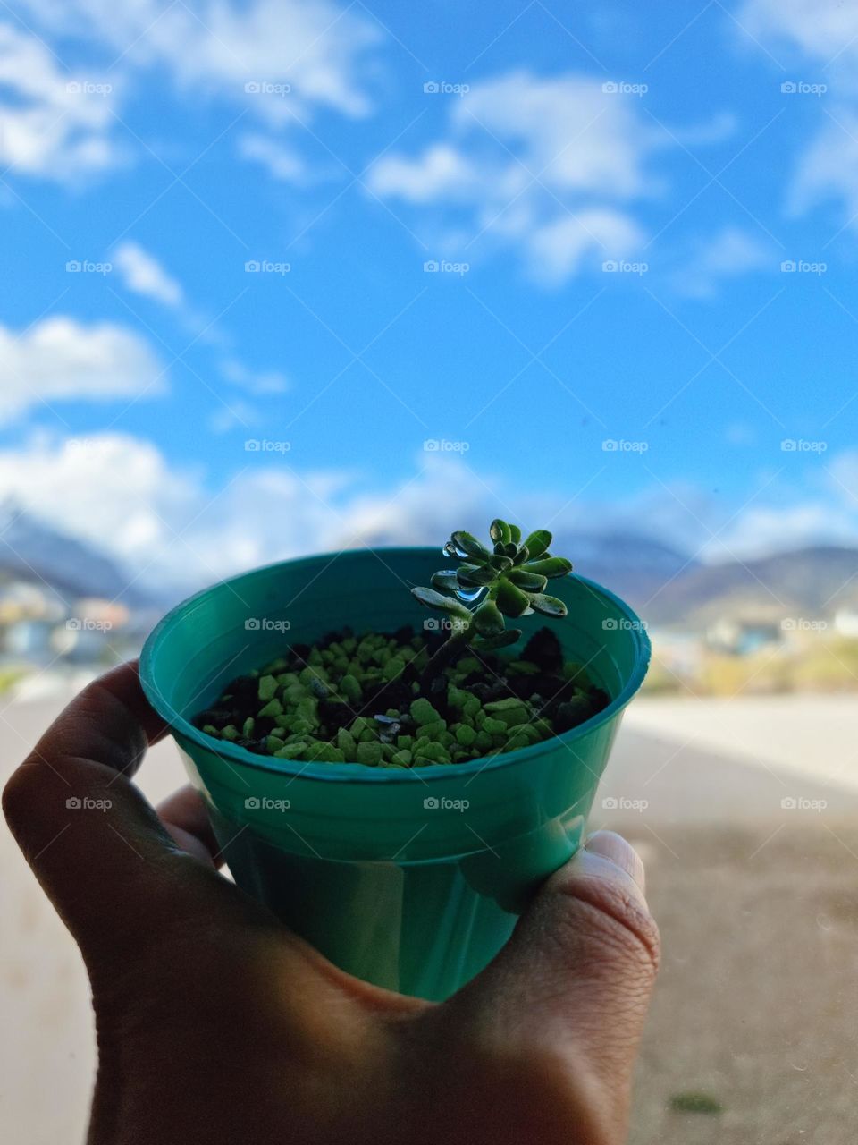 a small succulent plant with waterdrops on it.