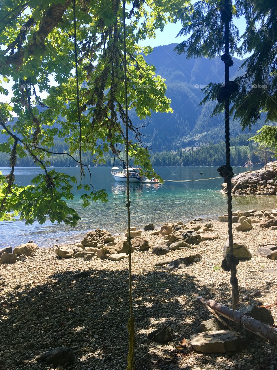Rope-swings hanging from a lush green tree on a rocky beach in Canada. Clear blue water