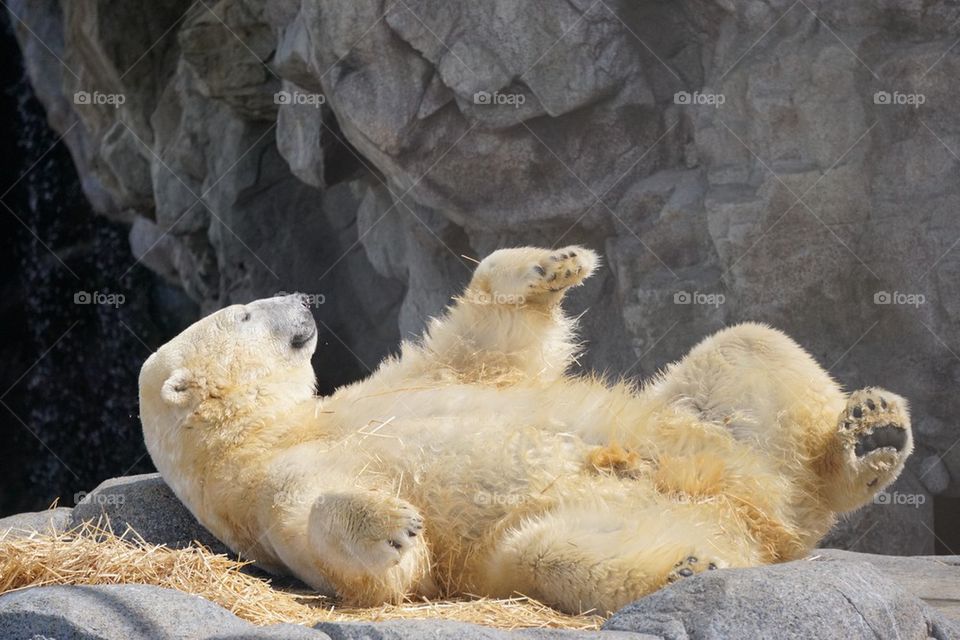 Polar bear lolling about