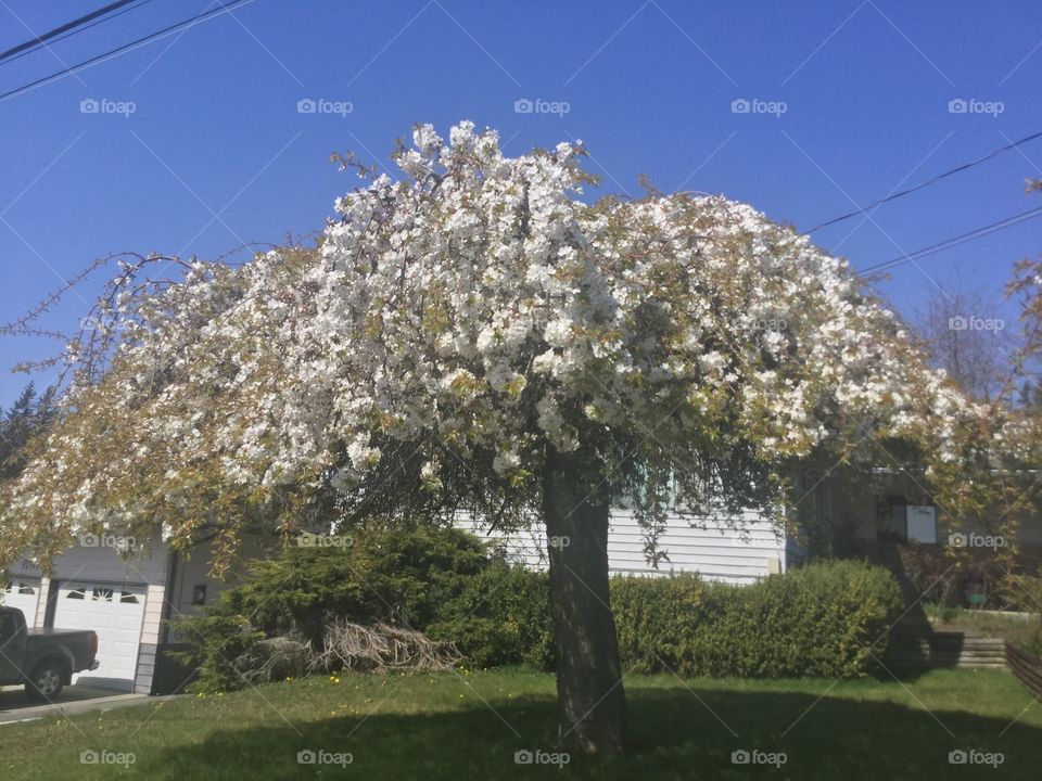 Hydrangea in the spring in bloom against the blue sky