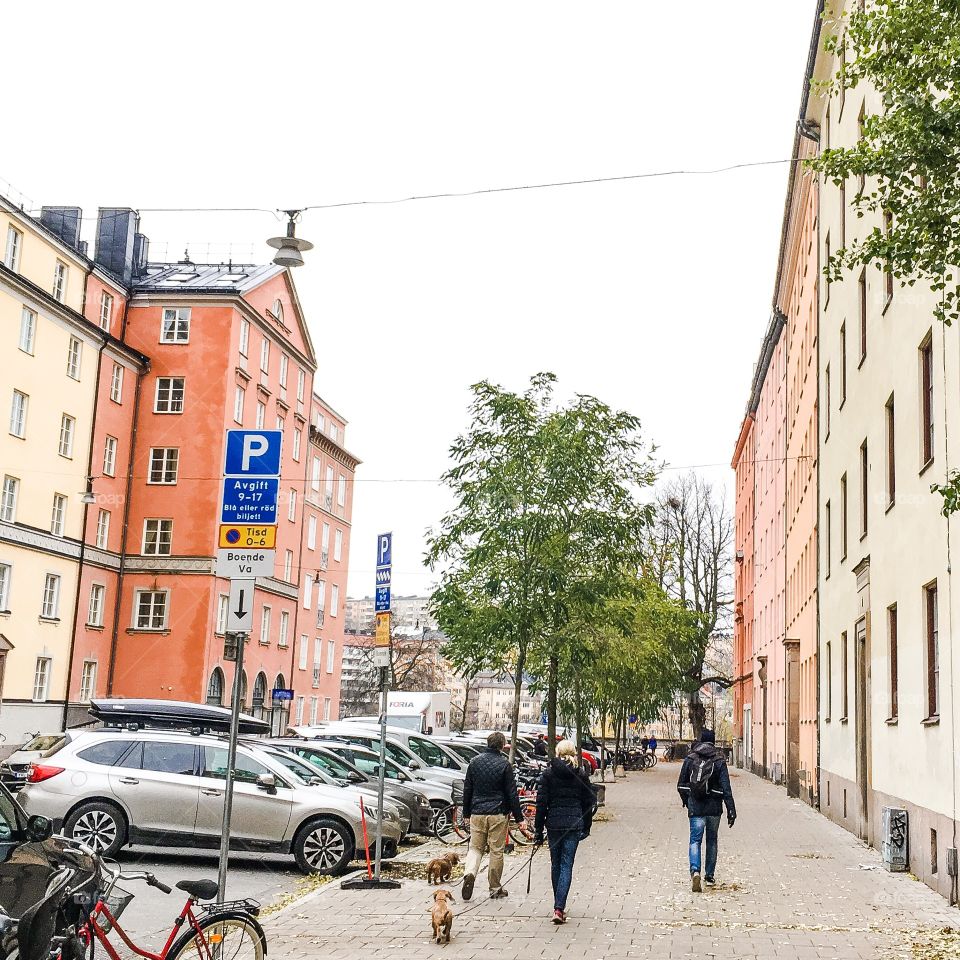 walking sausage dogs