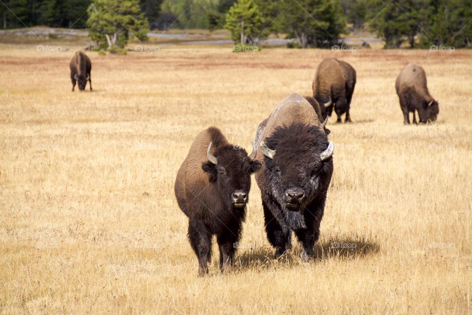 Wild Bison 