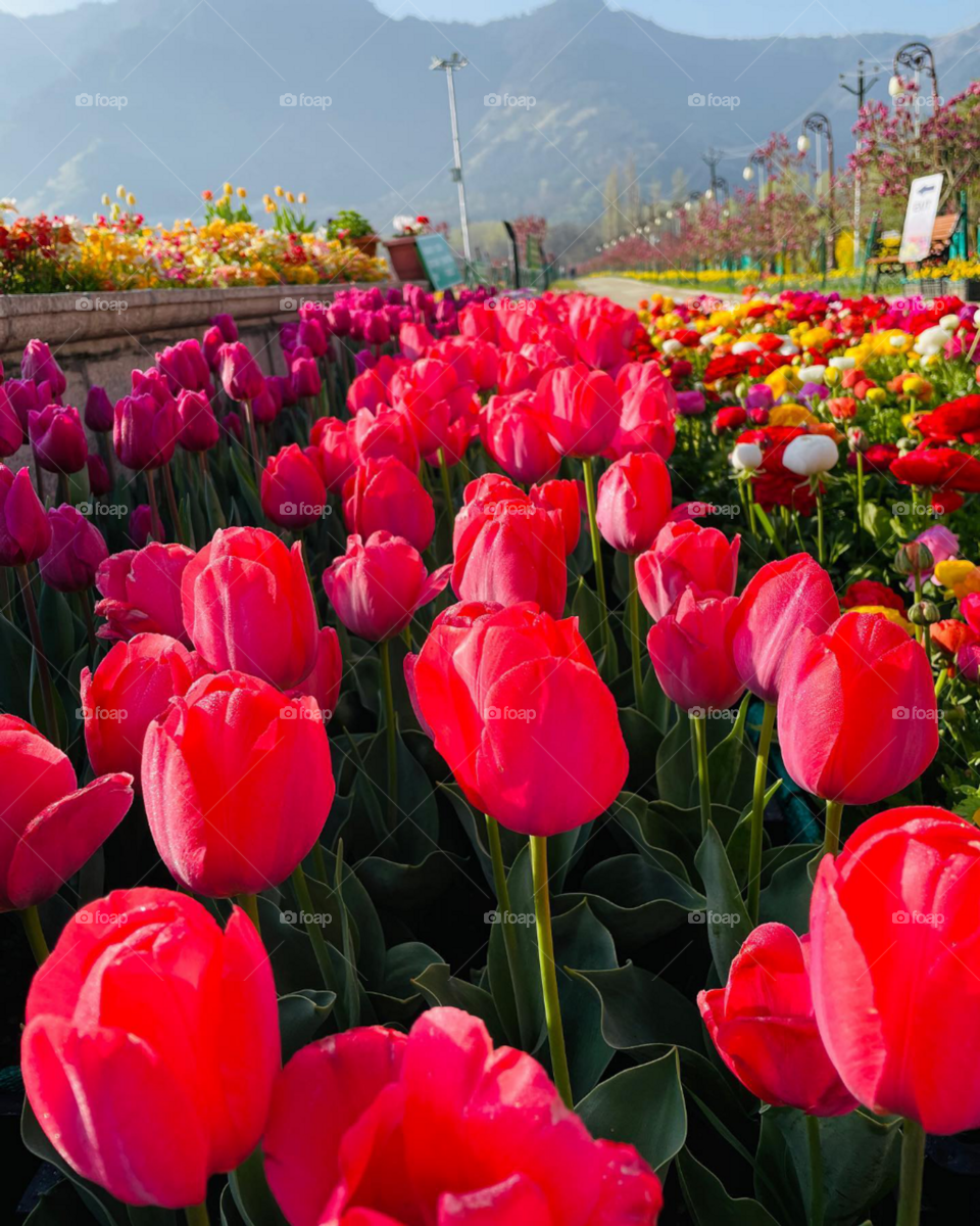beautiful flower and nature lover 💐