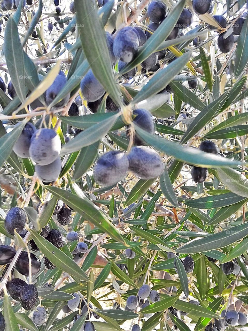 Olive tree