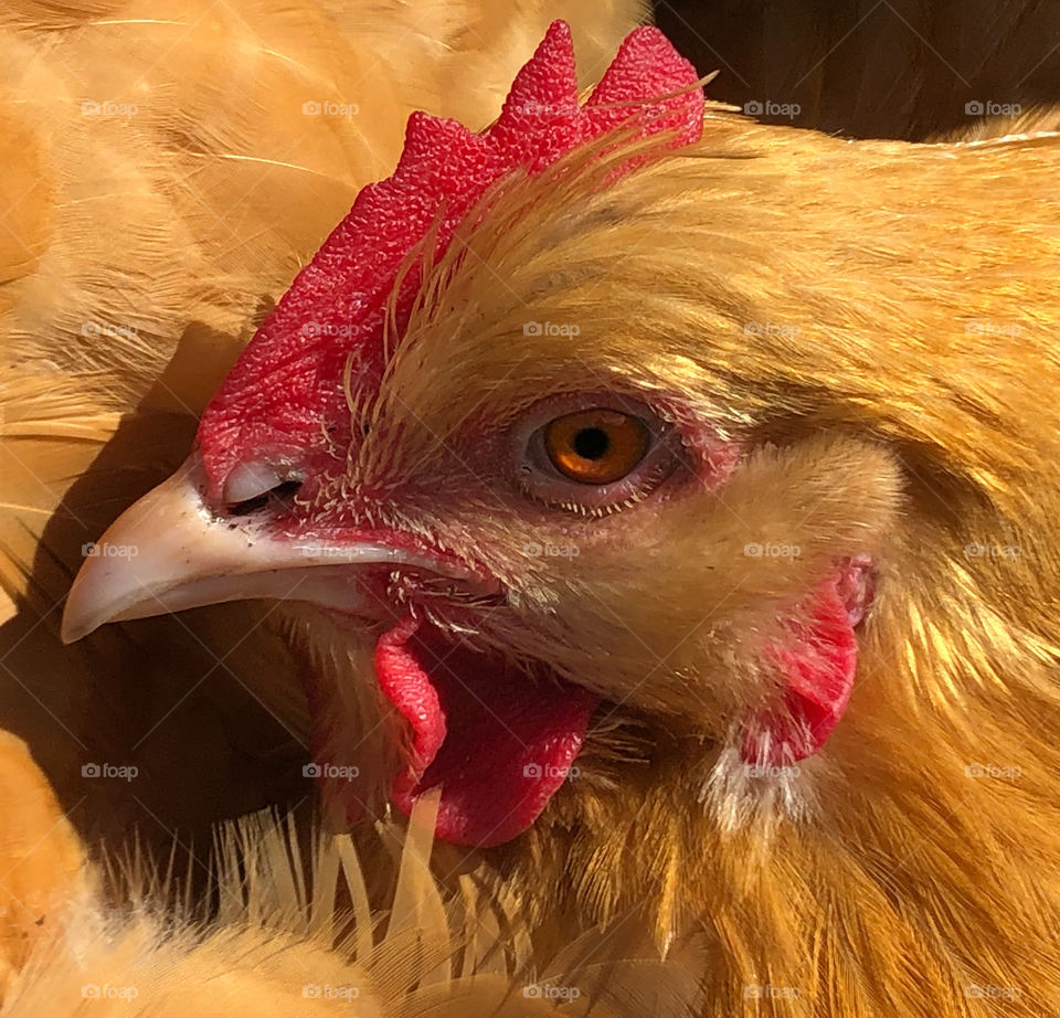 Buff Orpington chicken