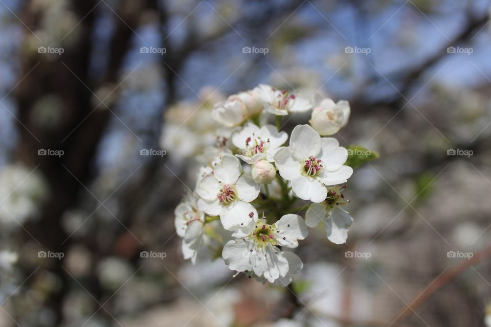 spring tree blooms