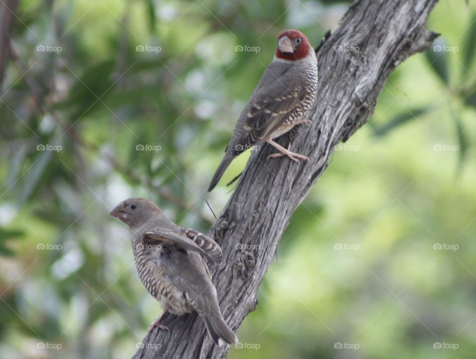 A pair of male and female Red Headed Finches cautiously making their way down to a garden seed feeder.