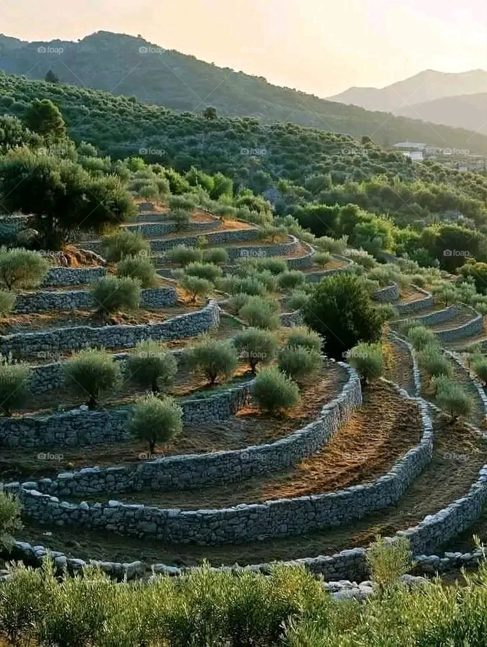 The image embodies a natural natural plate of the mountains of nature, where green agricultural stands are graded on the slopes as if they were lines of a poem, which fog harmoniously wrapped, and clouds hugged them in the mountain knife and the whis