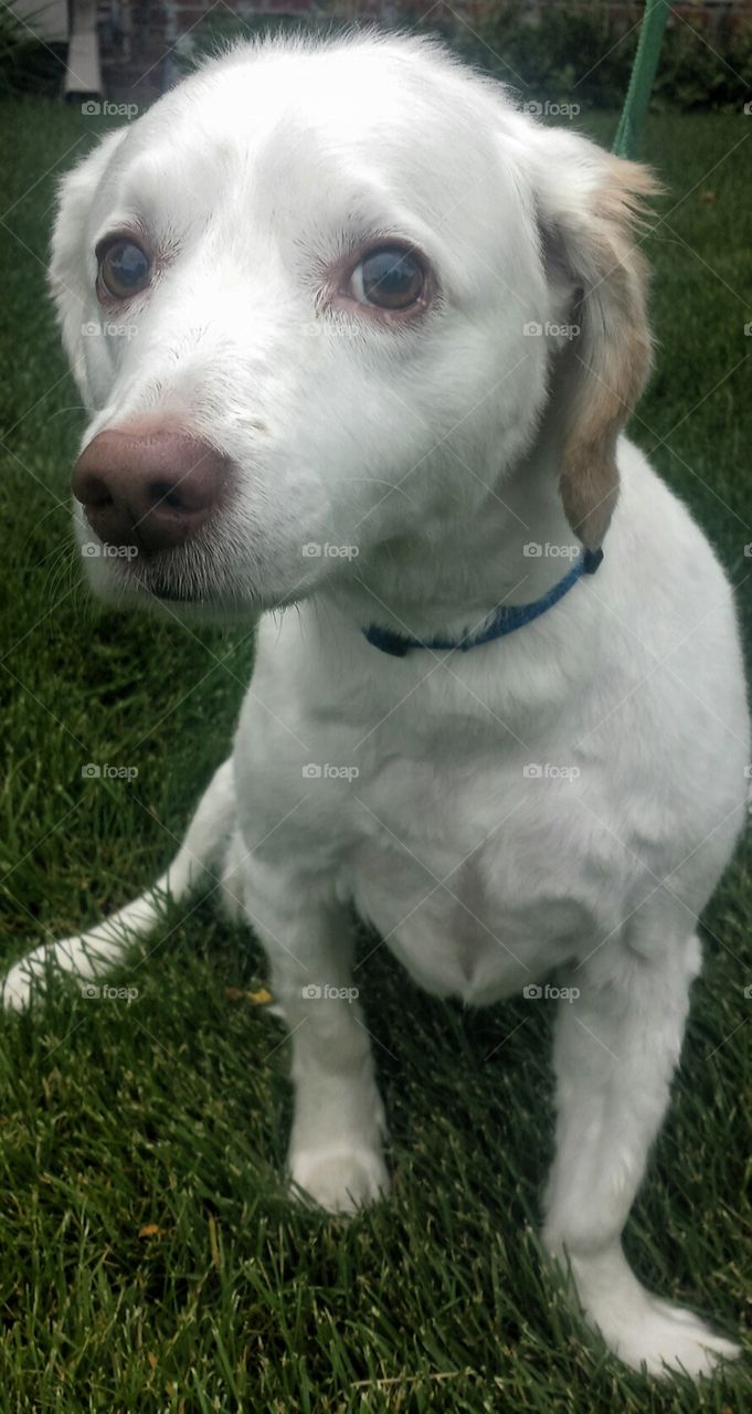 Dogs. Joe's Blond Eyelashes 